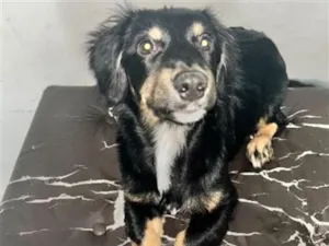 Cachorro raça SRD-ViraLata idade 2 a 6 meses nome Henry