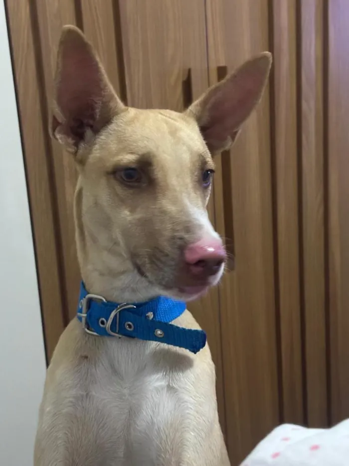 Cachorro raça SRD-ViraLata idade 3 anos nome Marley