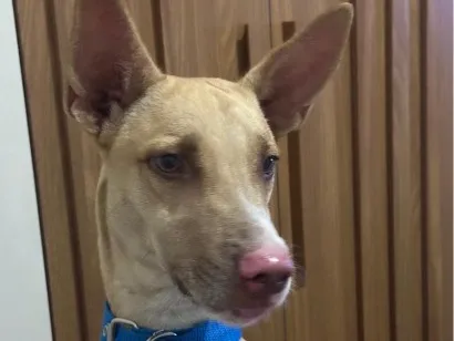 Cachorro raça SRD-ViraLata idade 3 anos nome Marley