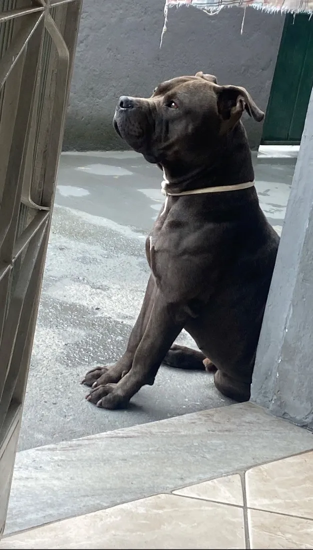 Cachorro raça Pit-Bull idade 3 anos nome Negão