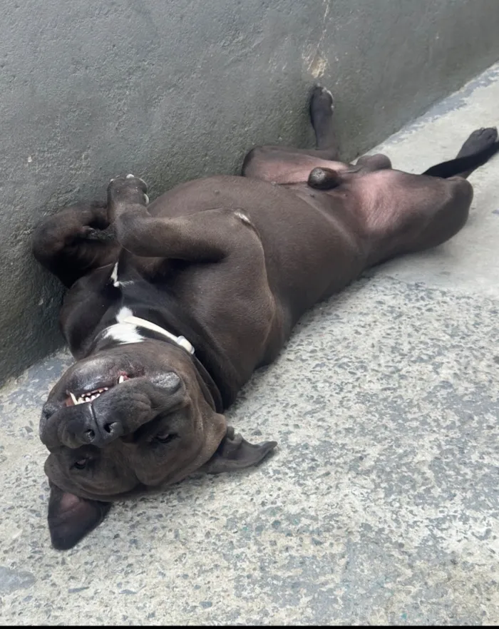 Cachorro raça Pit-Bull idade 3 anos nome Negão