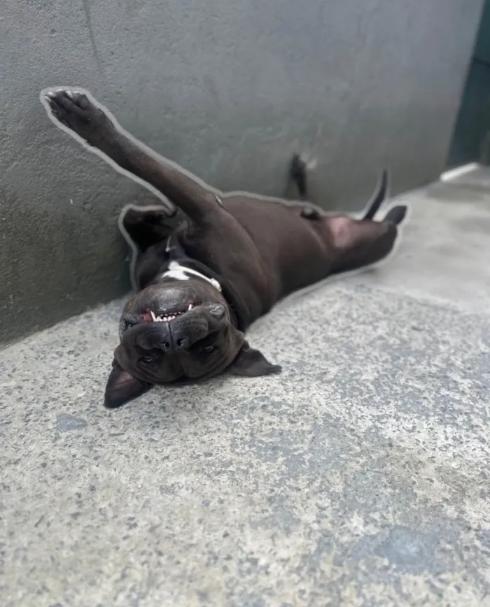 Cachorro raça Pit-Bull idade 3 anos nome Negão