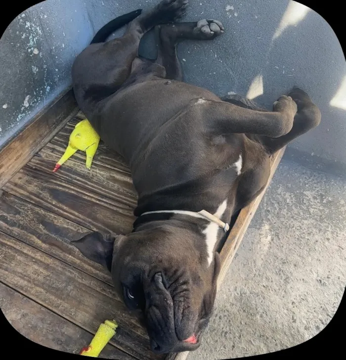 Cachorro raça Pit-Bull idade 3 anos nome Negão