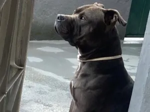 Cachorro raça Pit-Bull idade 3 anos nome Negão
