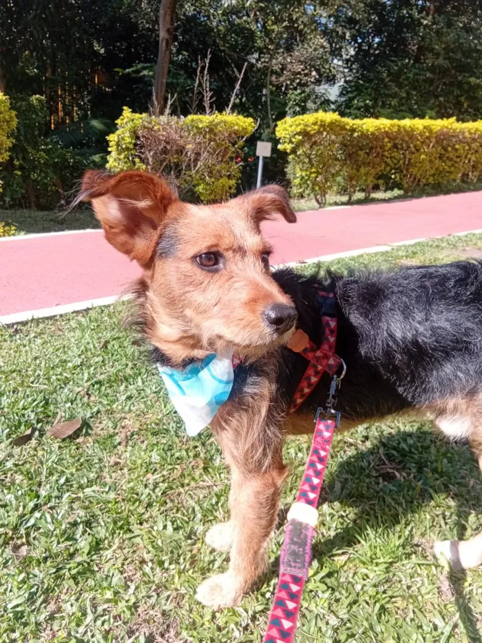 Cachorro raça SRD-ViraLata idade 3 anos nome Totó