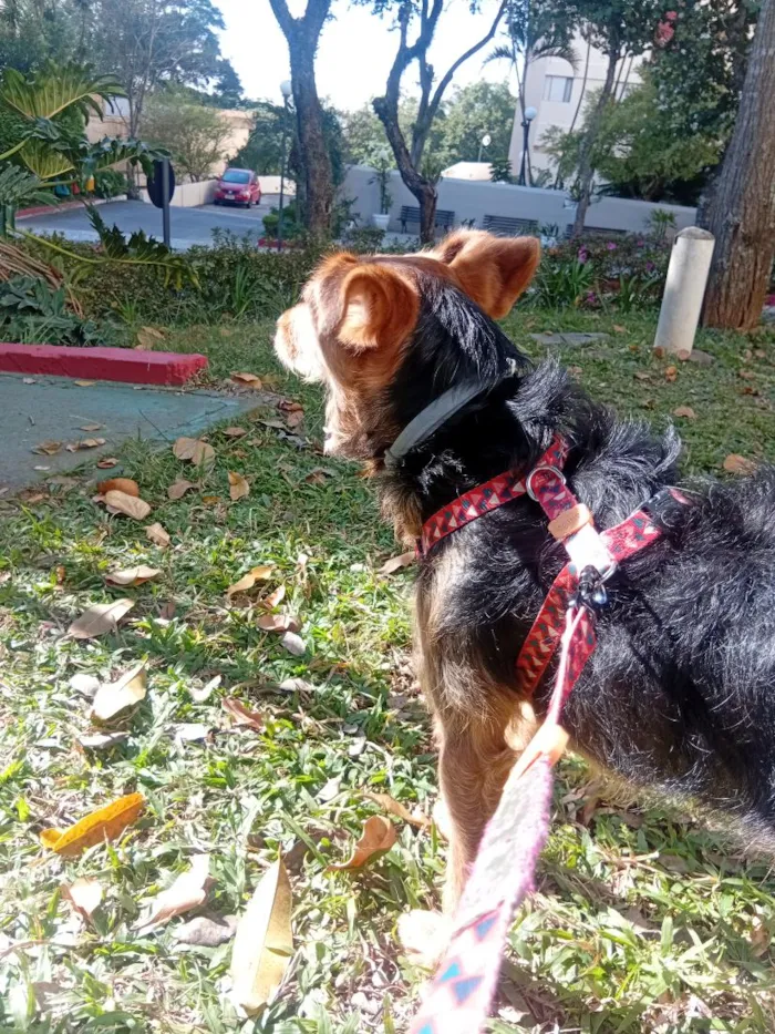 Cachorro raça SRD-ViraLata idade 3 anos nome Totó