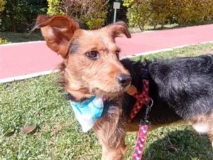 Cachorro raça SRD-ViraLata idade 3 anos nome Totó