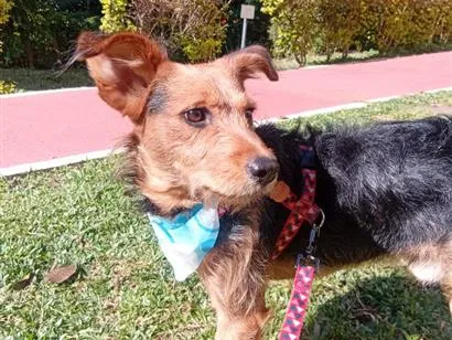Cachorro raça SRD-ViraLata idade 3 anos nome Totó