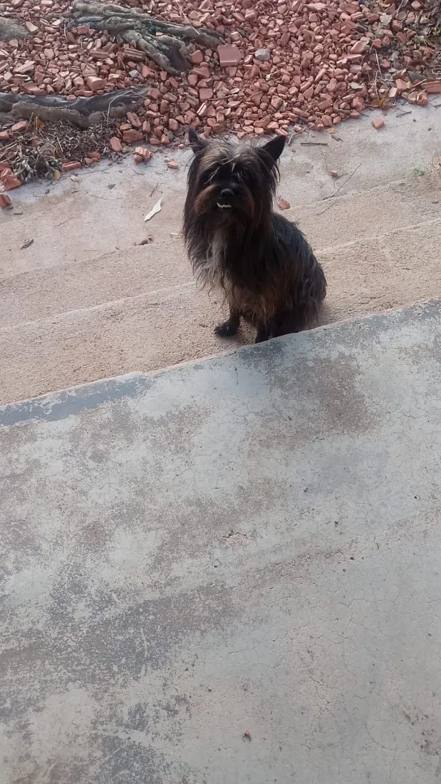 Cachorro raça SRD-ViraLata idade 6 ou mais anos nome Não sei
