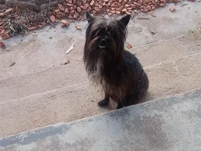 Cachorro raça SRD-ViraLata idade 6 ou mais anos nome Não sei