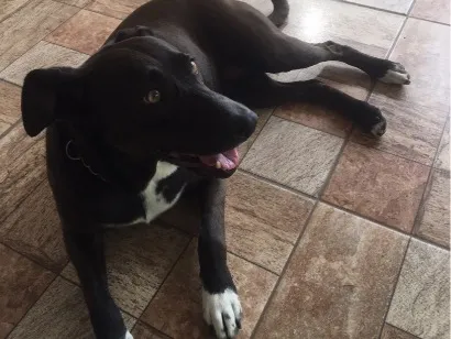 Cachorro raça SRD-ViraLata idade 6 ou mais anos nome Kiara