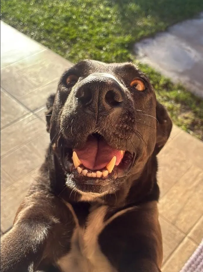 Cachorro raça SRD-ViraLata idade 6 ou mais anos nome Kiara