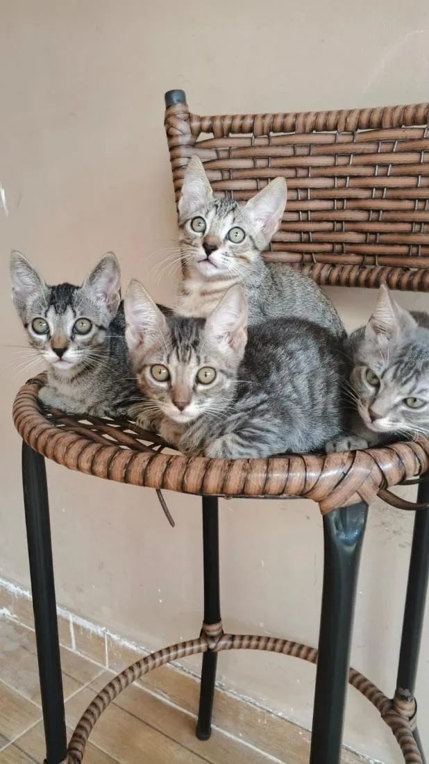 Gato raça SRD-ViraLata idade 2 a 6 meses nome Bebês querendo um lar