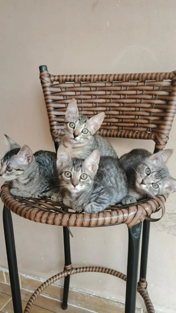 Gato raça SRD-ViraLata idade 2 a 6 meses nome Bebês querendo um lar