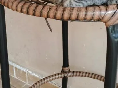 Gato raça SRD-ViraLata idade 2 a 6 meses nome Bebês querendo um lar