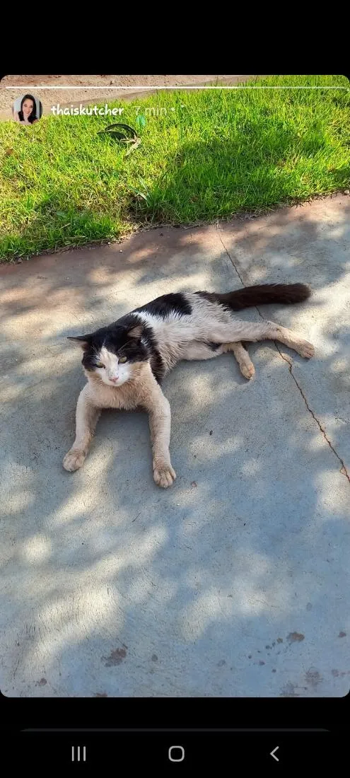 Gato raça SRD-ViraLata idade 2 anos nome frajola