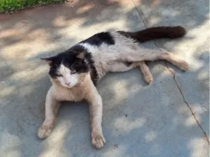 Gato raça SRD-ViraLata idade 2 anos nome frajola