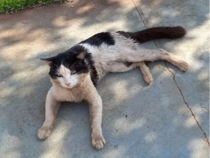 Gato raça SRD-ViraLata idade 2 anos nome frajola