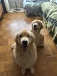 Simba e Nala 