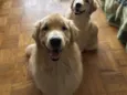 Simba e Nala 