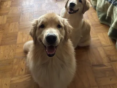 Cachorro raça golden retriever idade 1 ano nome Simba e Nala 