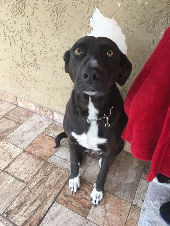 Cachorro raça SRD-ViraLata idade 6 ou mais anos nome Kiara