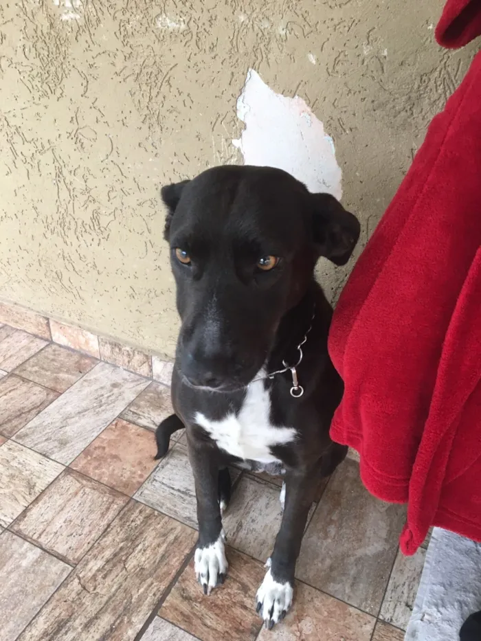 Cachorro raça SRD-ViraLata idade 6 ou mais anos nome Kiara