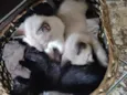 bbs