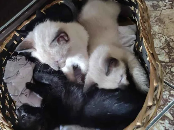 Gato raça SRD-ViraLata idade 2 a 6 meses nome bbs