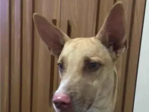 Cachorro raça SRD-ViraLata idade 3 anos nome Marley