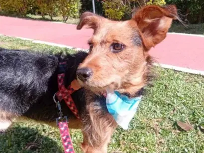 Cachorro raça SRD-ViraLata idade 3 anos nome Totó