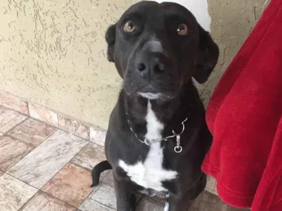 Cachorro raça SRD-ViraLata idade 6 ou mais anos nome Kiara