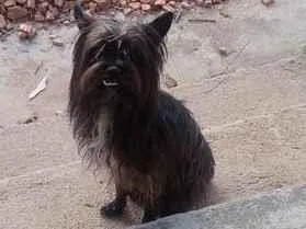 Cachorro raça SRD-ViraLata idade 6 ou mais anos nome Não sei