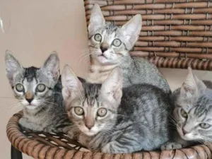Gato raça SRD-ViraLata idade 2 a 6 meses nome Bebês querendo um lar