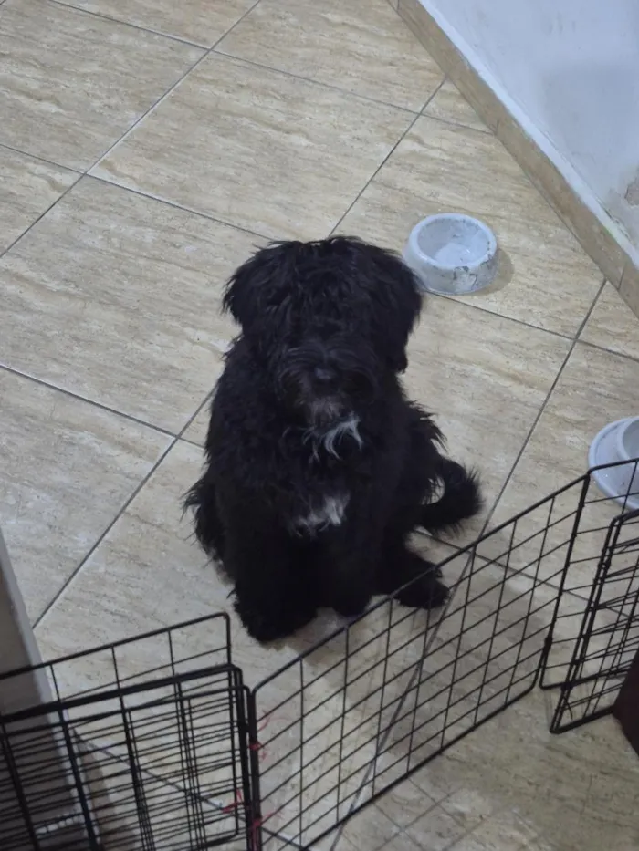Cachorro raça SRD-ViraLata idade 7 a 11 meses nome Paçoca