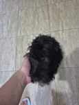 Paçoca