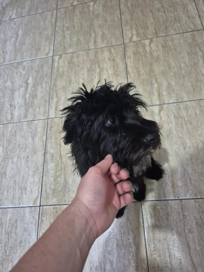 Cachorro raça SRD-ViraLata idade 7 a 11 meses nome Paçoca