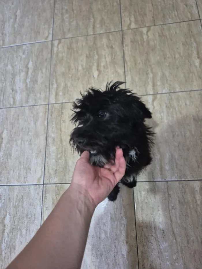 Cachorro raça SRD-ViraLata idade 7 a 11 meses nome Paçoca