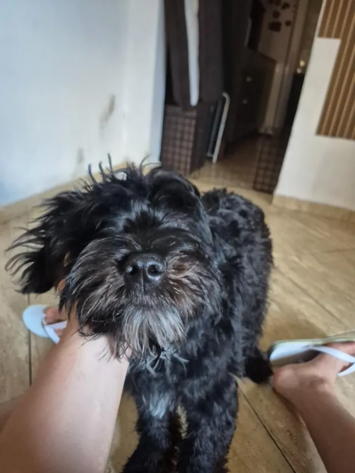 Cachorro raça SRD-ViraLata idade 7 a 11 meses nome Paçoca