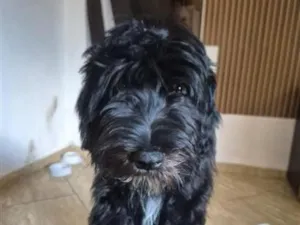 Cachorro raça SRD-ViraLata idade 7 a 11 meses nome Paçoca