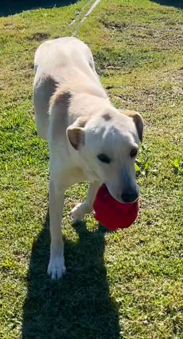 Cachorro raça SRD-ViraLata idade 1 ano nome CANJICA