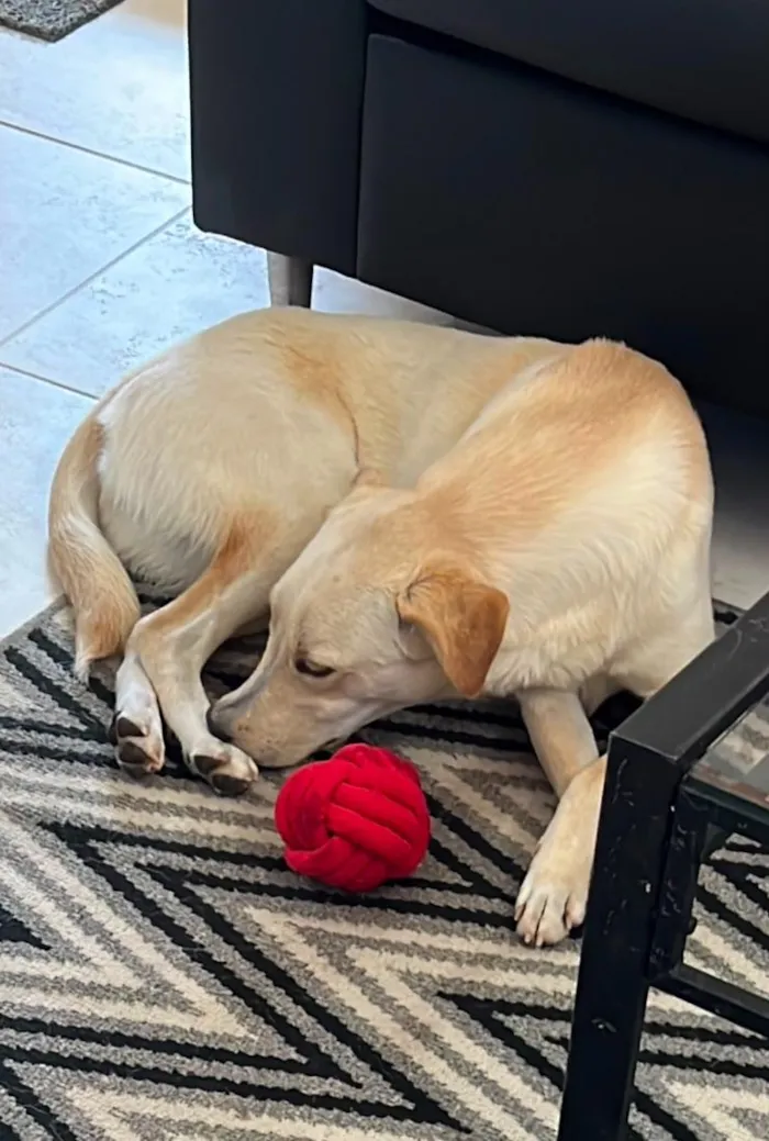 Cachorro raça SRD-ViraLata idade 1 ano nome CANJICA