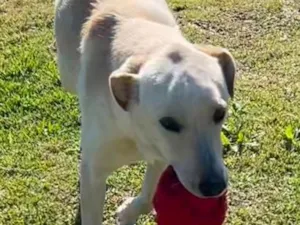 Cachorro raça SRD-ViraLata idade 1 ano nome CANJICA