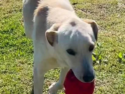 Cachorro raça SRD-ViraLata idade 1 ano nome CANJICA
