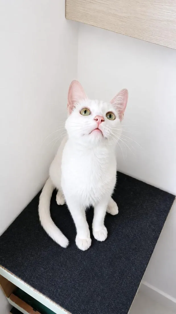 Gato raça SRD-ViraLata idade 2 a 6 meses nome Algodão 