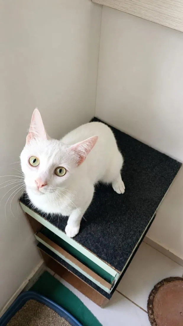 Gato raça SRD-ViraLata idade 2 a 6 meses nome Algodão 