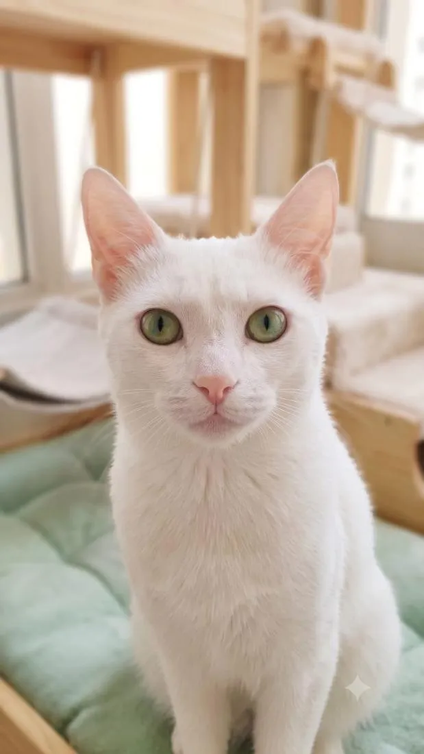 Gato raça SRD-ViraLata idade 2 a 6 meses nome Algodão 