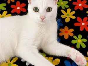 Gato raça SRD-ViraLata idade 2 a 6 meses nome Algodão 