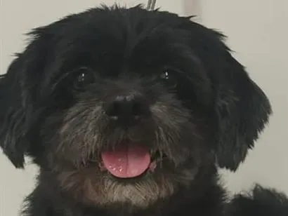 Cachorro raça SRD-ViraLata idade 2 anos nome teste