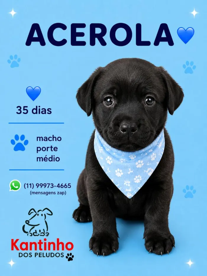 Cachorro raça SRD-ViraLata idade Abaixo de 2 meses nome Acerola